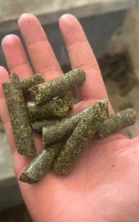 کنجاله کلزا