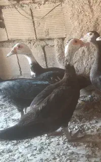 اردک اسراییلی