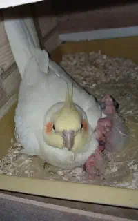 جوجه عروس هلندی سرلاکی