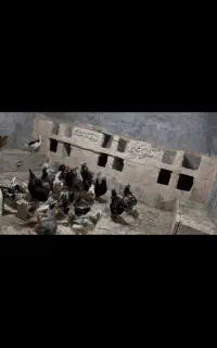 تخم مرغ روزگاری