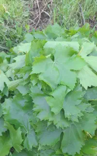 برگ مو انگور سفید در آب نمک