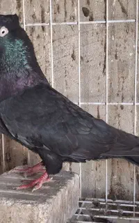 دو تا زاغ جوان تازه سر