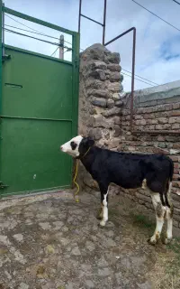 گوساله نر اصل