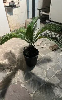 سیکاس