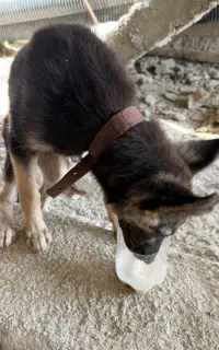 سگ ژرمن شپهر