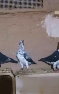ماده سینه سفید کاکلی و دوتا جوجه