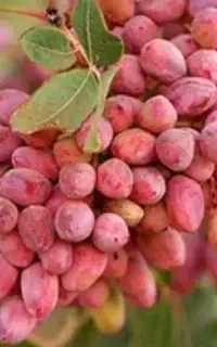 پیوند درخت پسته