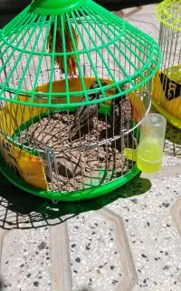 پرنده خاکی س