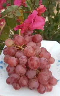 فروش ویژه انگور