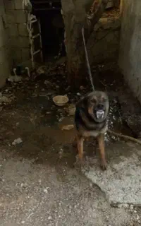 سگ نر