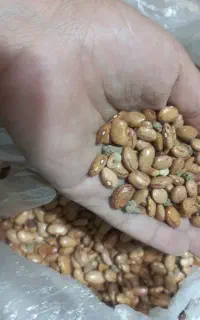 لوبیا چیتی