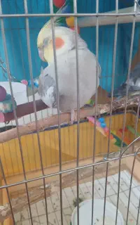 عروس هلندی نر