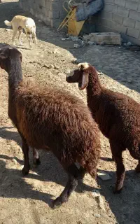 بره ماده برای نگداشتن عالی