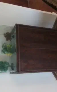 آگواریوم