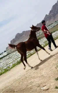 کره نریون کرد ۱۵ماهه