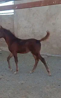 کره اسب اصیل نژاد عرب