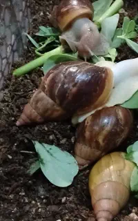 چهار عدد حلزون