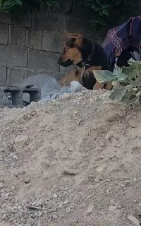 سگ ژرمن شپر