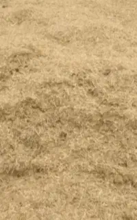 کاه گندم درجه یک