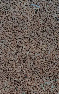 گندم مهرگان