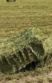 پرس یونجه