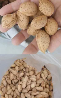 بادام