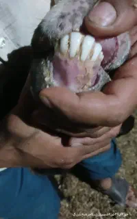 میش‌شال