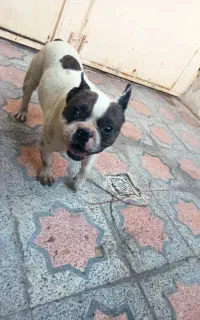 سگ نژاد بولداگ