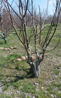 پیوندک گردو ژنوتیپ