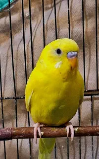 مرغ عشق نر