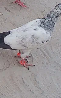گمشده