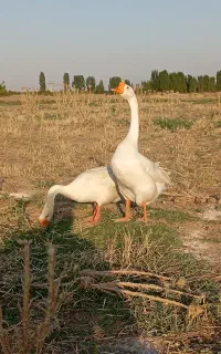قو غاز