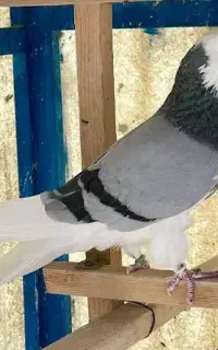 کبوتر گوره آبی کاکلی کم پر گم کردم