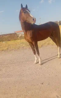 اسب