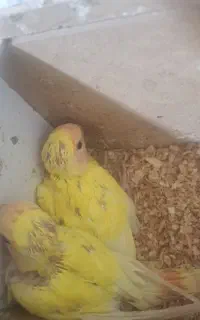 جوجه کوتوله برزیلی