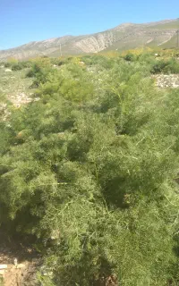 فروش