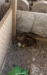بلدرچین سالم تخمگذار