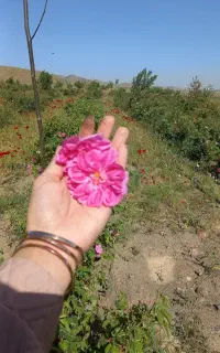 گل محمدی تازه درجه یک