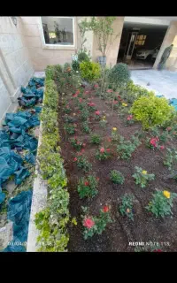هرس کردن سمپاشی،گل گیاه درخت
