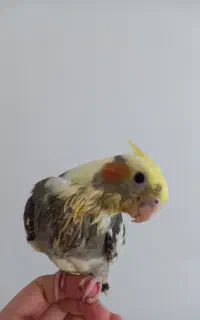 عروس هلندی سالم