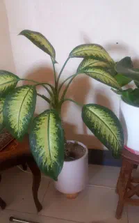 گل های طبیعی