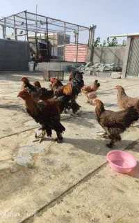 مرغ و خروس برهما پاتریچ