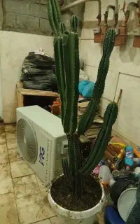 کاکتوس غول پیکر با قد 1.40