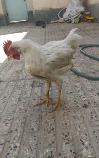 خروس