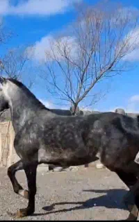 فروش یا معاوضه ۲ راس مادیان خالص کرد