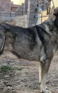 سگ پژدر