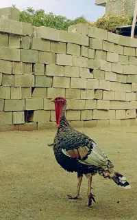 بوقلمون محلی
