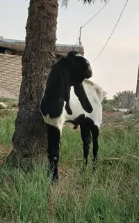 بز نر مست مست