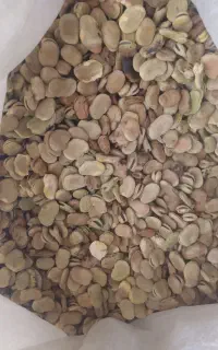 باقله