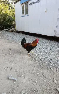 خروس جوون گلین چهل تاج